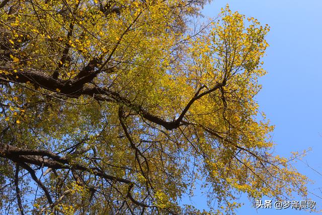 豫客纷至安陆，共赏银杏芦花绘初冬