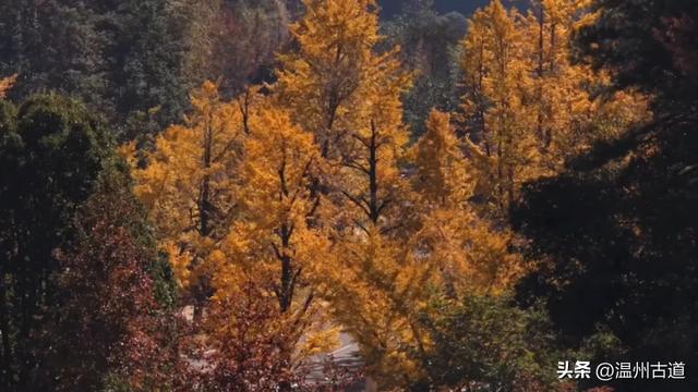“含金量”爆棚！初冬限定，温州这处千年古刹的银杏大道美翻了！