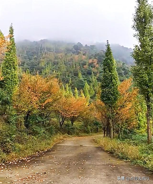 成都都江堰最冷门彩林，免费开放，山野中的惊艳，公交车可达！