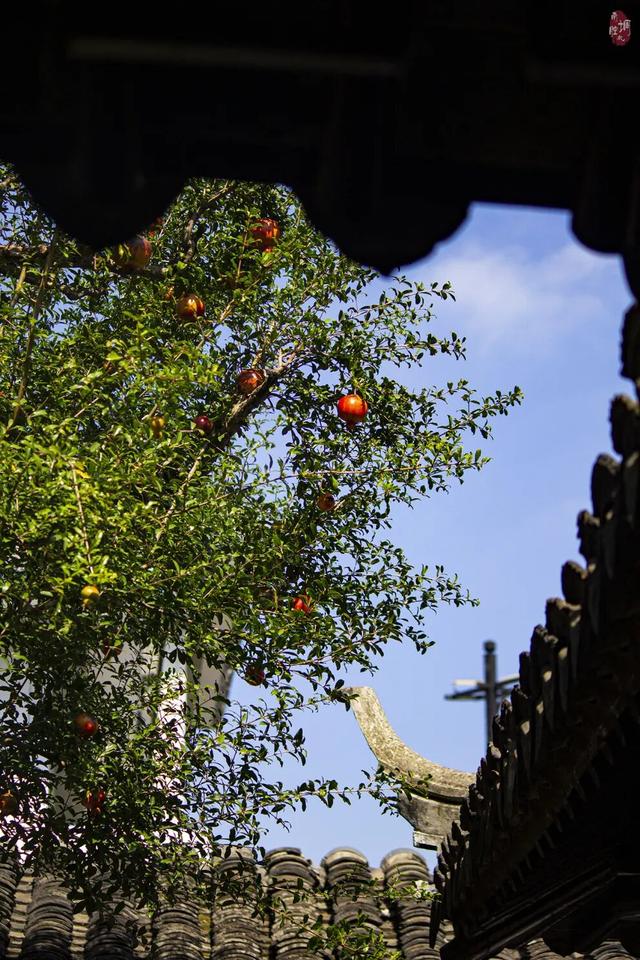 只在怡园：与一棵百年石榴的秋日邂逅