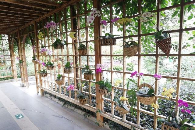 北京世界花卉大观园 四季繁花的梦幻天地