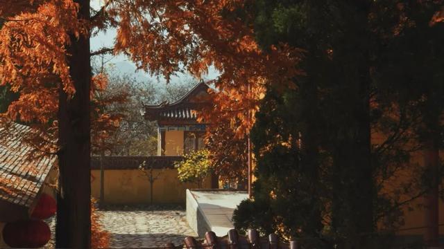 平度这里迎来最佳观赏期