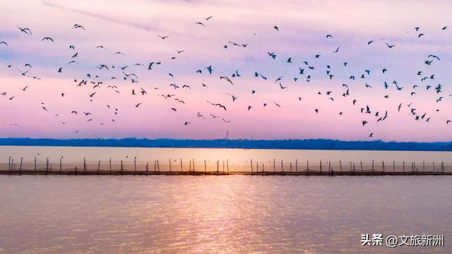 水上森林“红”了！武汉冬日观鸟秘境，邂逅油画里的万鸟齐飞