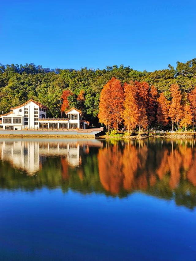 深圳这九个有落羽杉的地方，秋色美如画，接下来一天比一天美