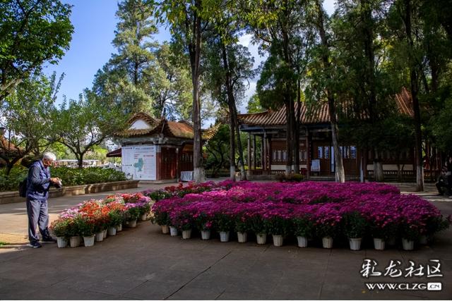 大观公园金秋菊花展掠影（B）