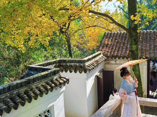 银杏鎏金，满城秋意关不住