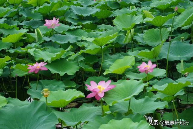 北京什刹海西海湿地公园：人少景美的赏荷胜地，还有一座美术馆