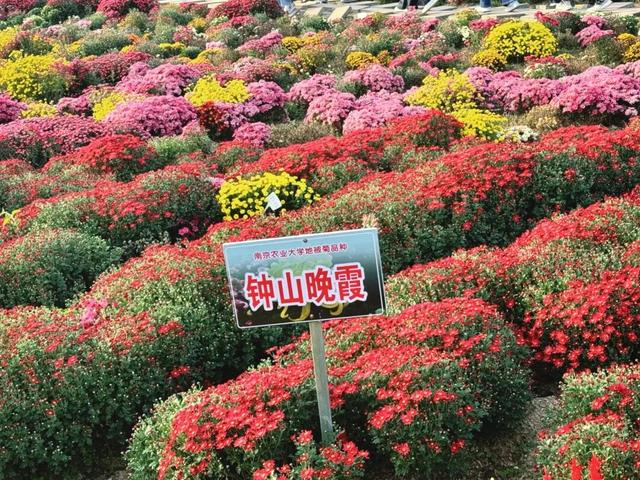 惊艳！三明这片花海已到最佳观赏期！错过又要再等一年