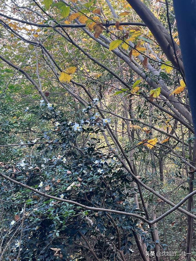 最好的爱就是陪伴——之深山里的柿子树