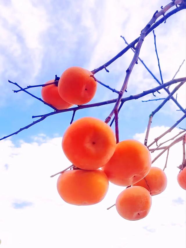 桂林：不入柿园，怎知秋色几许！