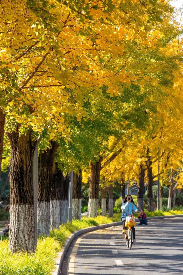 北京最被低估的赏秋地，一定是庄重又典雅清华大学