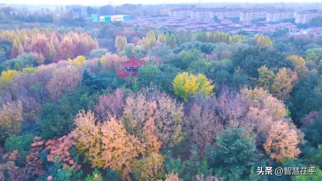 茌山公园：层林尽染入画来