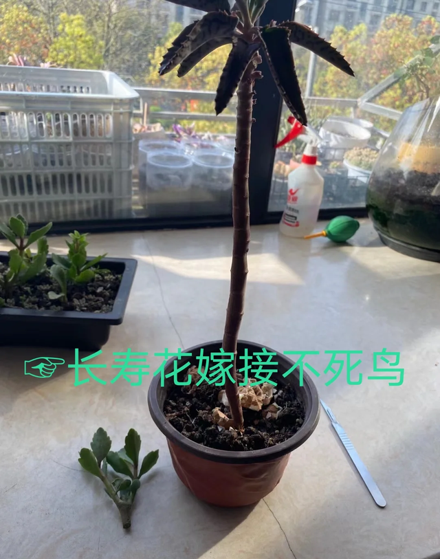 吉林一姑娘因养出“长寿花树”走红，又高又美，网友：1米8大长腿