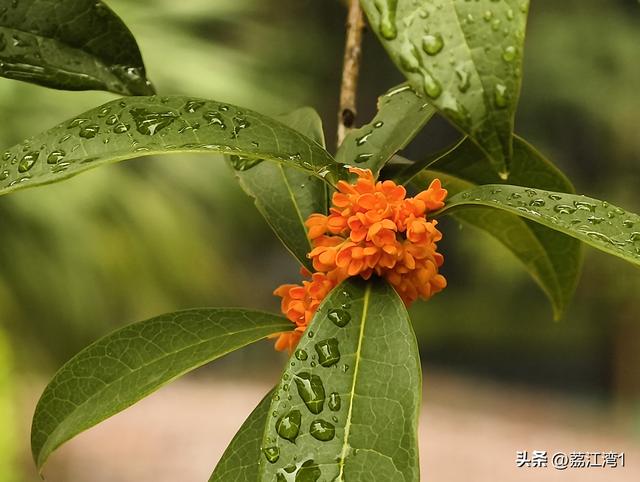 桂香漫城：桂林的秋日私语