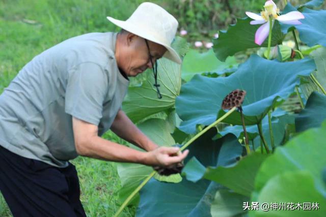 千年古莲绽新颜:“莲痴”徐钢让沉睡千年的古莲焕发新生
