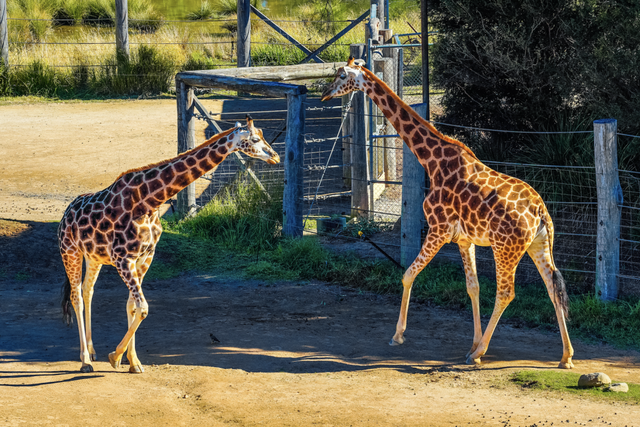 今年冬天，我想去这里过夏天