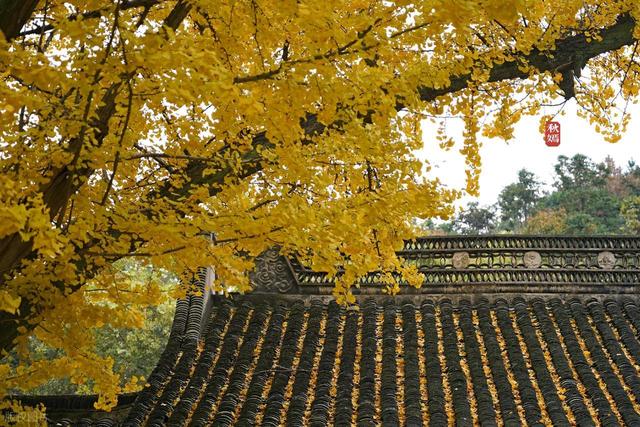 苏州银杏黄了！道前街虎丘之外，这3个地方人少免费，壮观又诗意