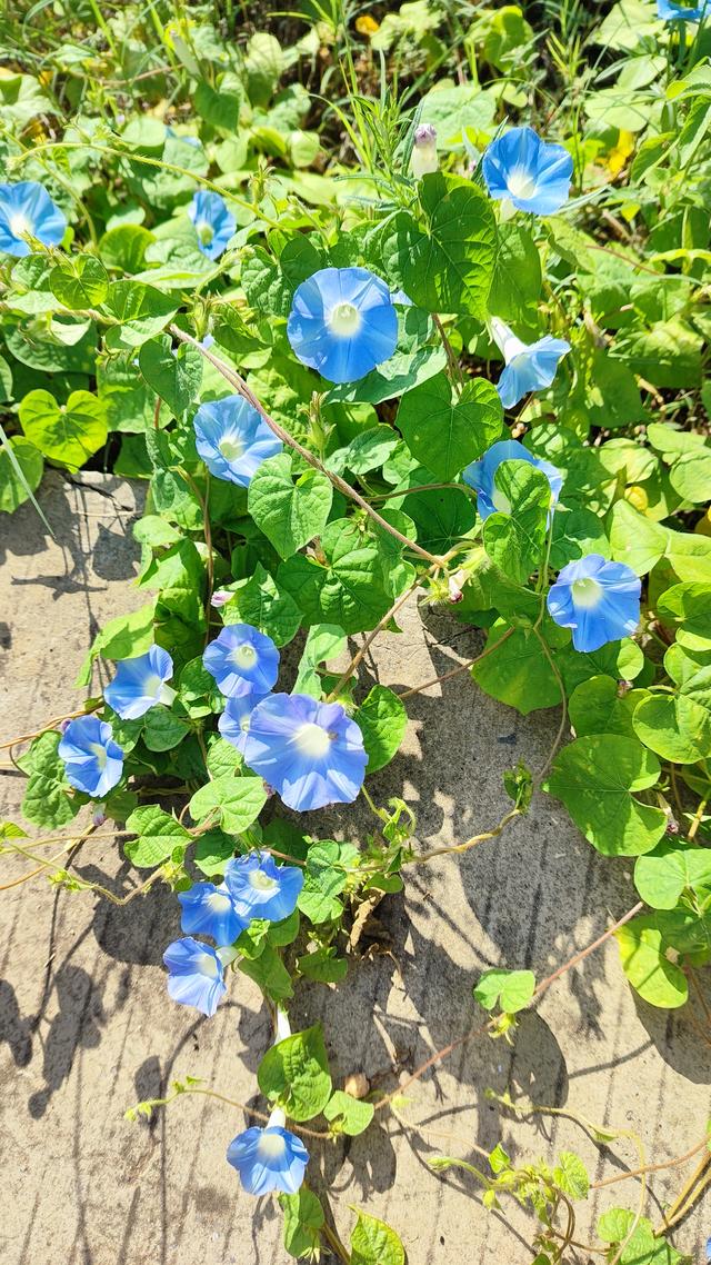 牵牛花的寓意与象征