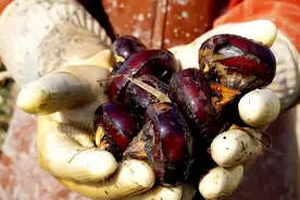 含寄生虫最多的6种食物，医生从来不吃，很多人却还在天天吃图片