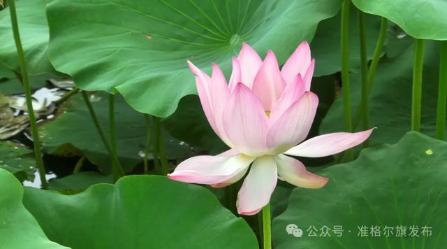 准格尔旗这里的荷花已上线，错过再等一年！