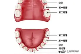 好多病都有遗传，如高血压，癌症，我觉的牙齿质量不好也有遗传？图片
