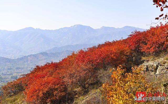 组图丨临沂：漫山红叶美成诗 快来打卡“限定份”浪漫