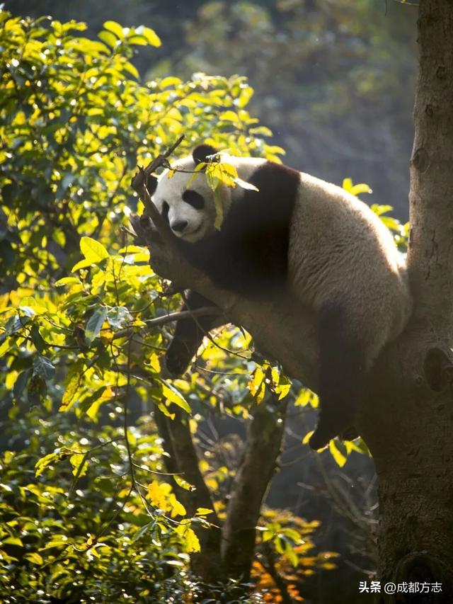 冷冷冷，想去成都周边“泡”起！