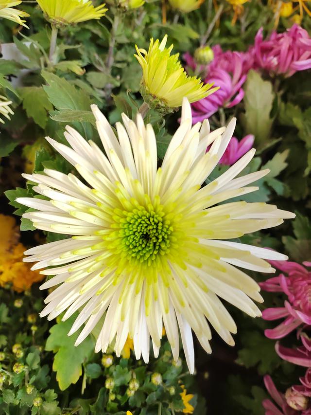 甘州府城菊花飘香