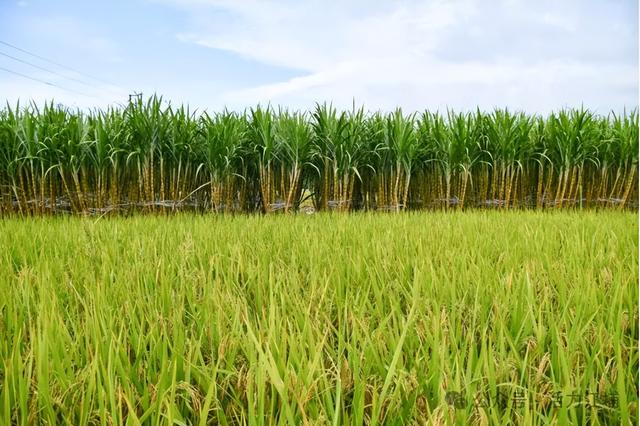 秋日必去！从化江埔5大稻田打卡攻略，邂逅金色浪漫