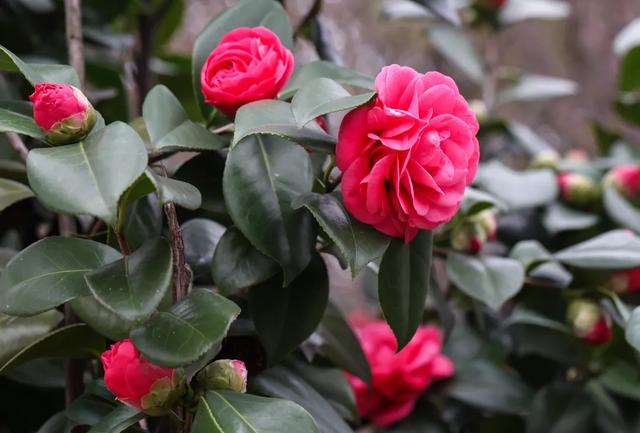 踏春好去处!贵州省植物园花开好啦