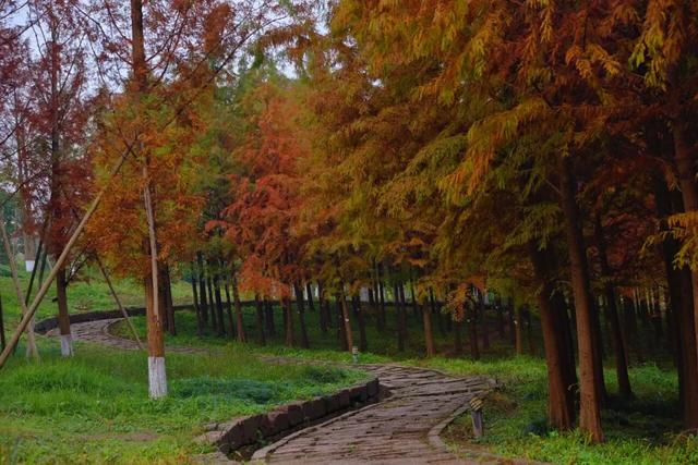 人少景美超出片！重庆这片浪漫杉林进入最佳观赏期