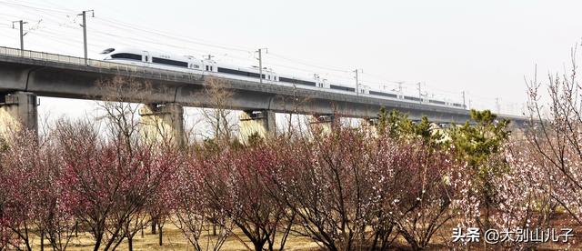 植物园迎春花展免费开放