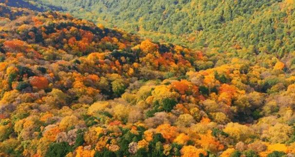 米仓山红了！4 万亩彩林漫过盐井河，把千年古道染成流动的火焰