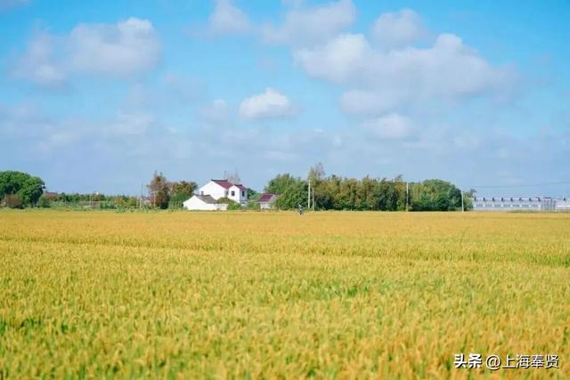 山河入秋，奉城尽染！