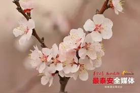 新泰：2600多亩油杏花盛开图片