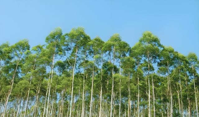 日本和美国早已禁种，中国为何依然大力种植？背后原因不简单