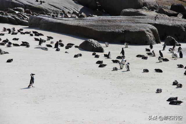 南部非洲：南非开普敦企鹅岛