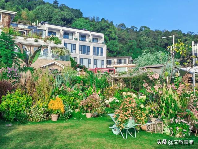 霞浦花沁石,海边莫奈花园的秋冬独属烂漫