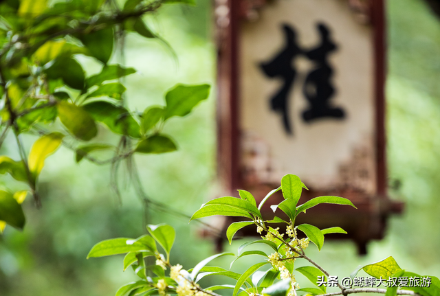 快来杭州一趟高雅之行吧，六大桂花秘境进度达70%，满城尽是香味
