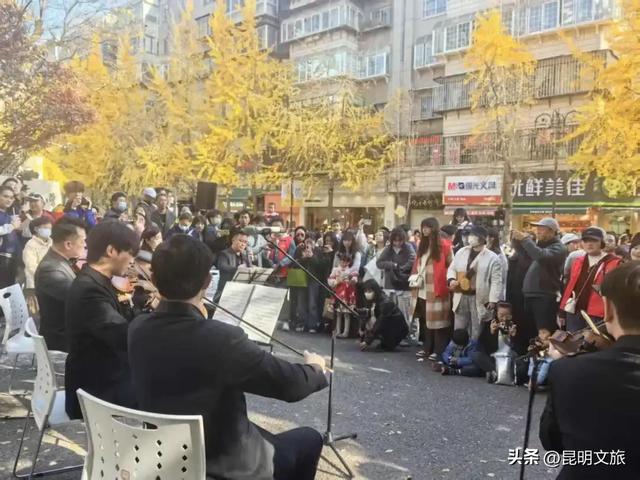 赏杏观鸥+听乐!昆明五华浪漫已就绪,音乐快闪点亮春城