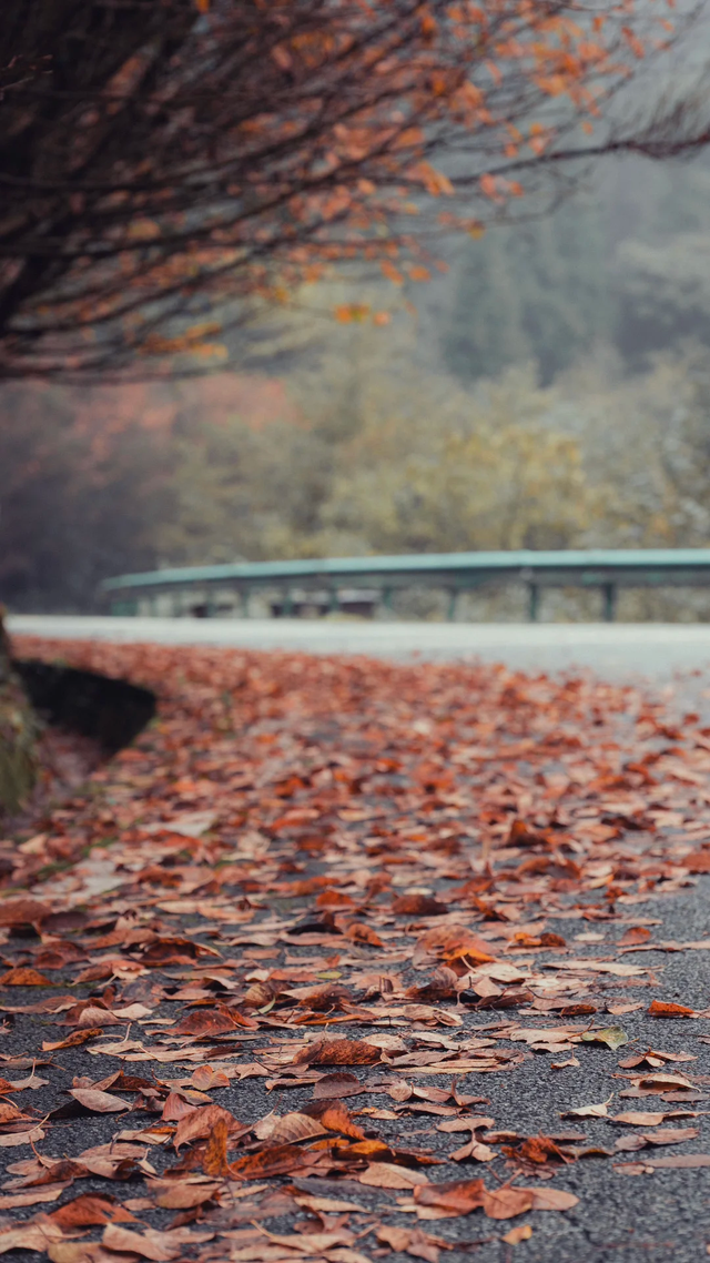 秋日限定！都江堰蒲虹路赏枫，0元小众无路人，快收藏！