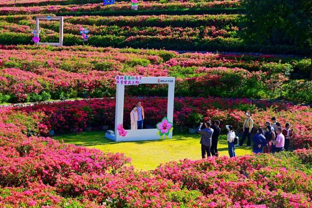 冬季赏花，青秀山和你浪漫相约