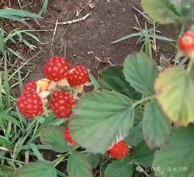 “老家”追忆杂记之四—— 我的“岭西大草原”（上）