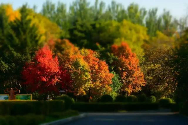 长春“醉”美赏秋攻略：循着落叶的轨迹，邂逅斑斓盛装