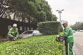 修剪道路两旁绿化带图片