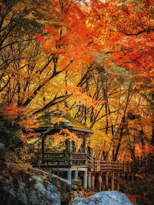 追了光雾山的红叶，这个秋天没白过！