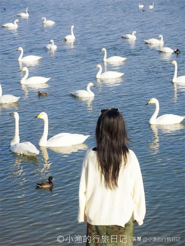 天鹅、落日、古城与“海”！西安周边3H，这条冬日线路美到封神