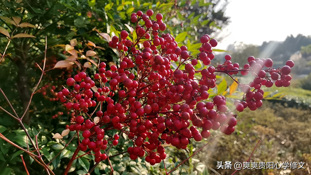 冬日里 修文县白虎山山体公园已换上五彩盛装