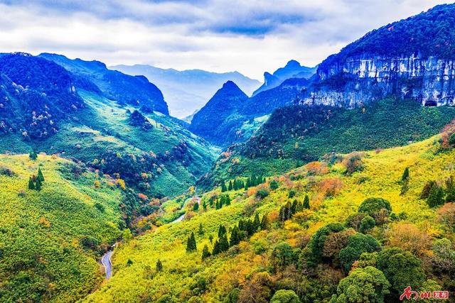 图片新闻︱南川彩韵：半山熔金半山翠，一树千年一树春