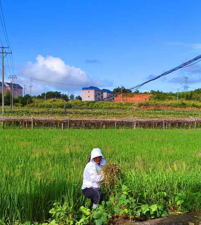福建 · 福州 · 闽侯 · 大湖 · 稻花飘香(2025·7·28～8·1)